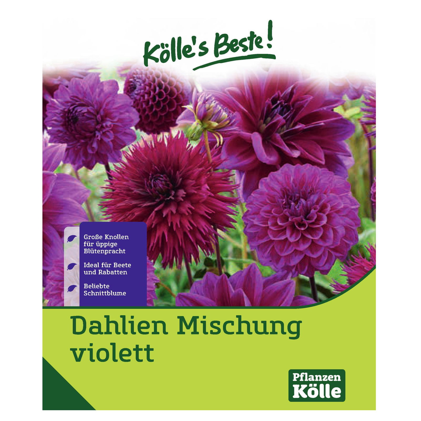 Kölle's Beste Blumenknollen 'Dahlienmischung'