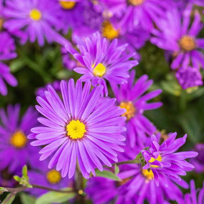 Bio Bergaster 'Veilchenkönigin' dunkelviolett, Topf 11x11 cm, 3 Pflanzen