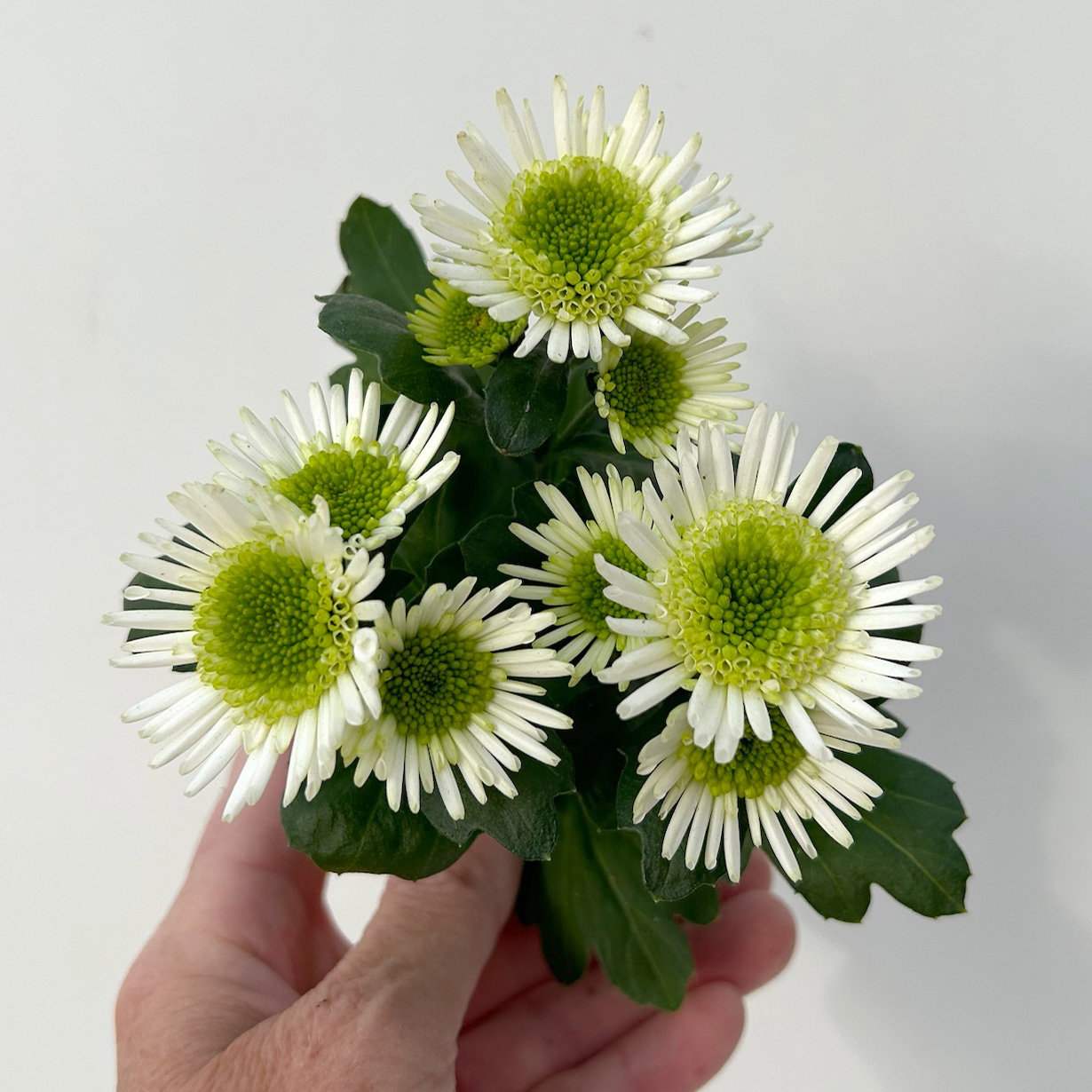 Chrysantheme Mini 'Splash Meadow', weiß-grün, Topf-Ø 7 cm, 8 Pflanzen