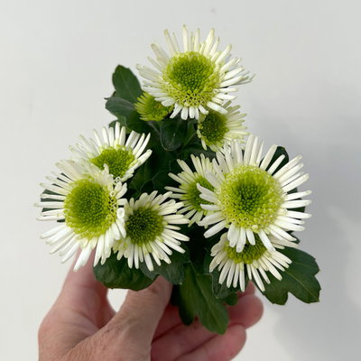 Chrysantheme Mini 'Splash Meadow', weiß-grün, Topf-Ø 7 cm, 8 Pflanzen