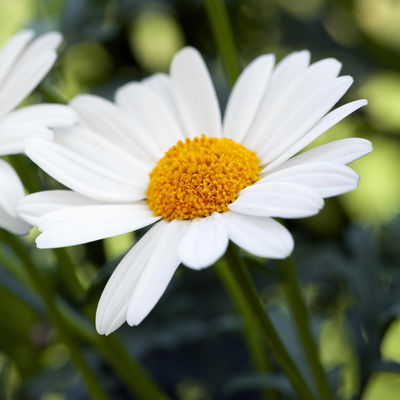 Margerite, weiß, Topf-Ø 12 cm, 6 Pflanzen