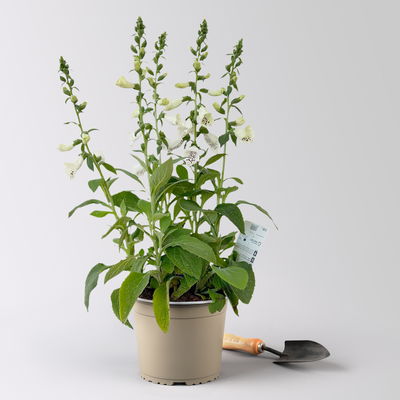 Garten-Fingerhut 'Dalmatian White' weiß, Höhe 70-100 cm, Topf 3 Liter Garten-Fingerhut 'Dalmatian White' weiß, Höhe 70-100 cm, Topf 3 Liter