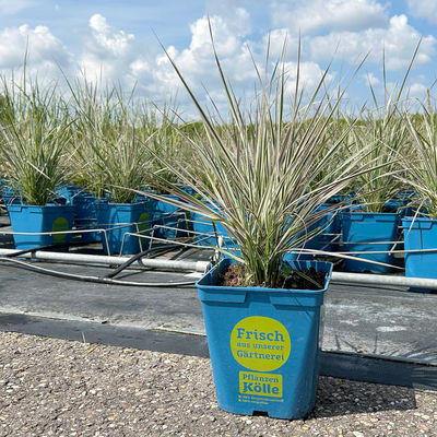 Bio Reitgras 'Overdam', weiß-grün gestreift, Topf 5 Liter Bio Reitgras 'Overdam', weiß-grün gestreift, Topf 5 Liter