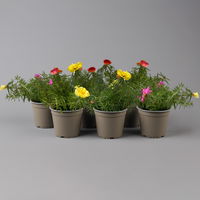 Portulakröschen bunt, aufrecht, Topf-Ø 13 cm, 6er-Set