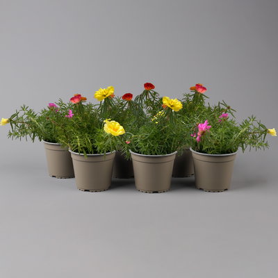 Portulakröschen, bunt, aufrecht, Topf-Ø 13 cm, 6 Pflanzen