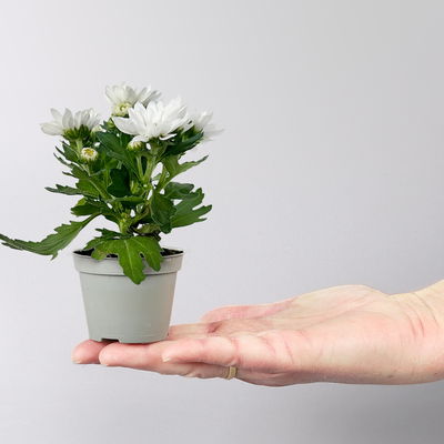 Chrysantheme Mini 'Swifty', Mix zufällig, Topf-Ø 6 cm, 12 Pflanzen