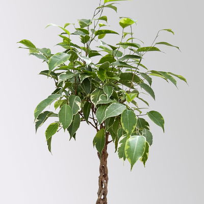 Birkenfeige 'Safrana', Flechtstamm, Topf-Ø 17 cm, Höhe ca. 65 cm Birkenfeige 'Safrana', Flechtstamm, Topf-Ø 17 cm, Höhe ca. 65 cm