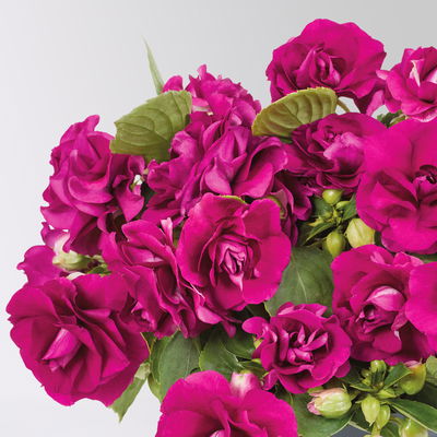 Fleißiges Lieschen 'Burgundy' dunkelrot/pink, gefüllt, Topf -Ø 12 cm, 6 Pflanzen