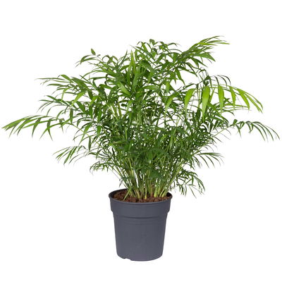 Bergpalme, Topf-Ø 19 cm, Höhe ca. 65 cm