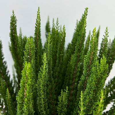 Besenheide SKYLINE® grün, Topf-Ø 13 cm, 3 Pflanzen