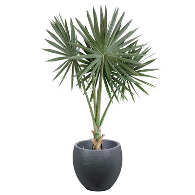 Eda Pflanzgefäß 'Graphit Egg', anthrazit, ca. Ø 50 x H 45 cm Eda Pflanzgefäß 'Graphit Egg', anthrazit, ca. Ø 50 x H 45 cm