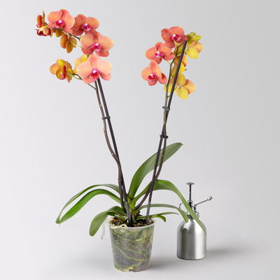 Schmetterlingsorchidee, orange, 2 Rispen, Topf-Ø 12 cm, Höhe ca. 60 cm Schmetterlingsorchidee, orange, 2 Rispen, Topf-Ø 12 cm, Höhe ca. 60 cm