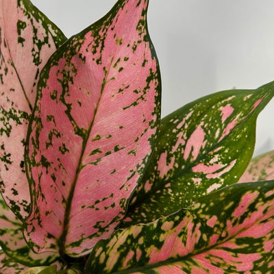 Aglaonema 'Pink', rosa-grün, Topf-Ø 12 cm, 2 Pflanzen