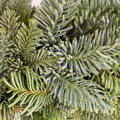 Adventskranz, Nobilistanne, rund gebunden, ca. 30 cm Ø Adventskranz, Nobilistanne, rund gebunden, ca. 30 cm Ø