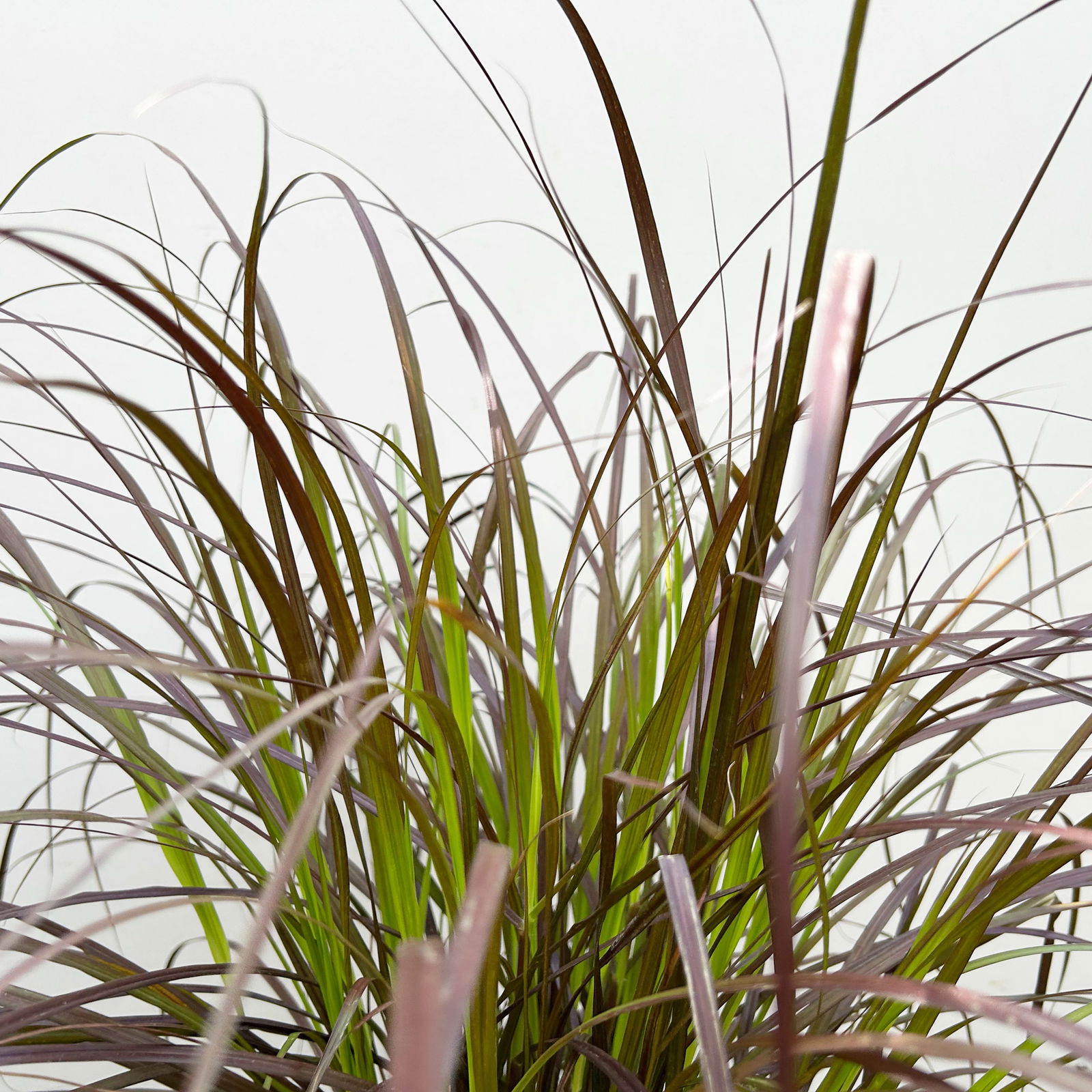 Lampenputzergras 'Rubrum' rot, Topf-Ø 21 cm