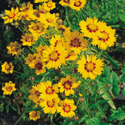 Bio Mädchenauge 'Sonnenkind' goldgelb, Topf 11x11 cm, 3 Pflanzen Bio Mädchenauge 'Sonnenkind' goldgelb, Topf 11x11 cm, 3 Pflanzen