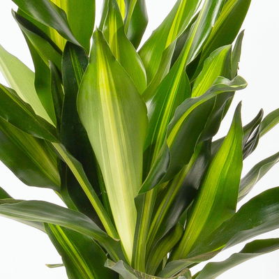 Duftender Drachenbaum 'Cintho', Topf-Ø 19 cm, , Höhe ca. 45 cm