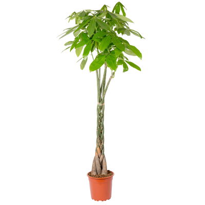 Glückskastanie, Topf-Ø 27 cm, Höhe ca. 150 cm Glückskastanie, Topf-Ø 27 cm, Höhe ca. 150 cm