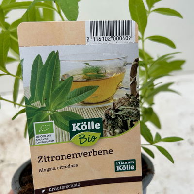 Zitronenverbene, Kölle Bio, 12cm Topf, frisch aus unserer Bio-Gärtnerei