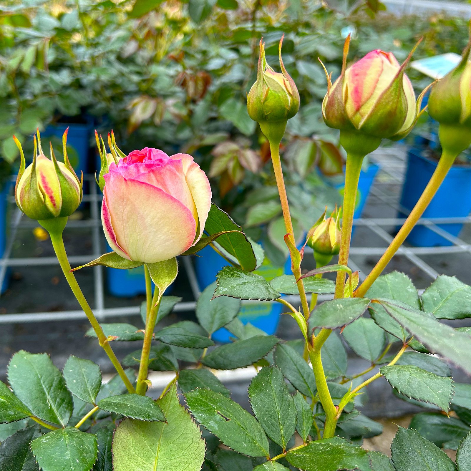 Strauchrose 'Eden Rose®', hellrosa, Topf 5 Liter