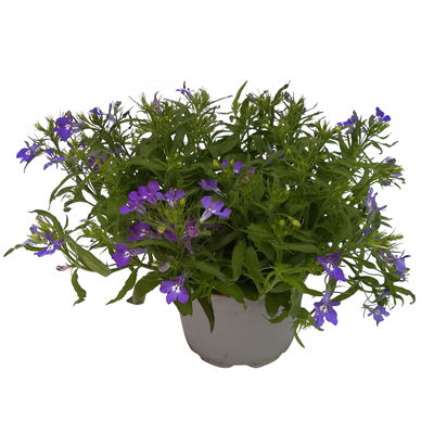 Hänge-Lobelie blau, Topf-Ø 12 cm, 6er-Set