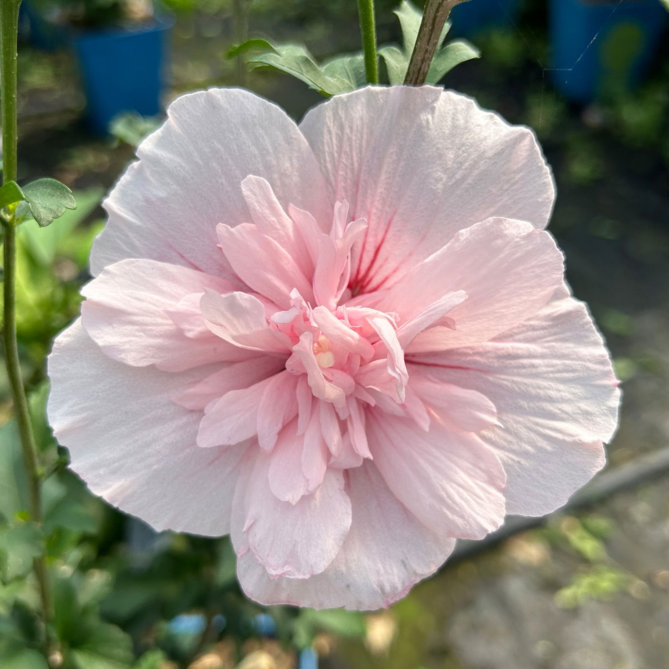 Duo-Gartenhibiskus 'Blue Chiffon®' und 'Pink Chiffon®', blau + pink, 5 lt. Topf