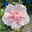 Duo-Gartenhibiskus 'Blue Chiffon®' und 'Pink Chiffon®', blau + pink, 5 lt. Topf