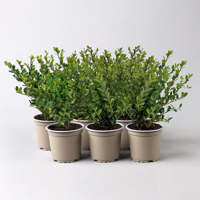 Ilex crenata 'Dark Green®', Topf-Ø 9 cm, 6er-Set Ilex crenata 'Dark Green®', Topf-Ø 9 cm, 6er-Set