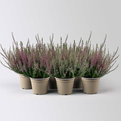 Knospenheide 'Trio', rot-rosa-lila, Topf-Ø 12/13 cm, 6 Pflanzen Knospenheide 'Trio', rot-rosa-lila, Topf-Ø 12/13 cm, 6 Pflanzen