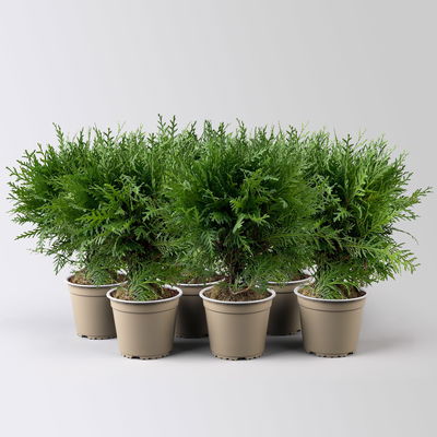 Kugel-Lebensbaum 'Danica', Topf-Ø 13 cm, 6 Pflanzen Kugel-Lebensbaum 'Danica', Topf-Ø 13 cm, 6 Pflanzen