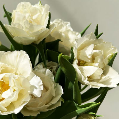 Tulpe, weiß, gefüllt, vorgetrieben, Topf-Ø 15 cm, 3 Pflanzen