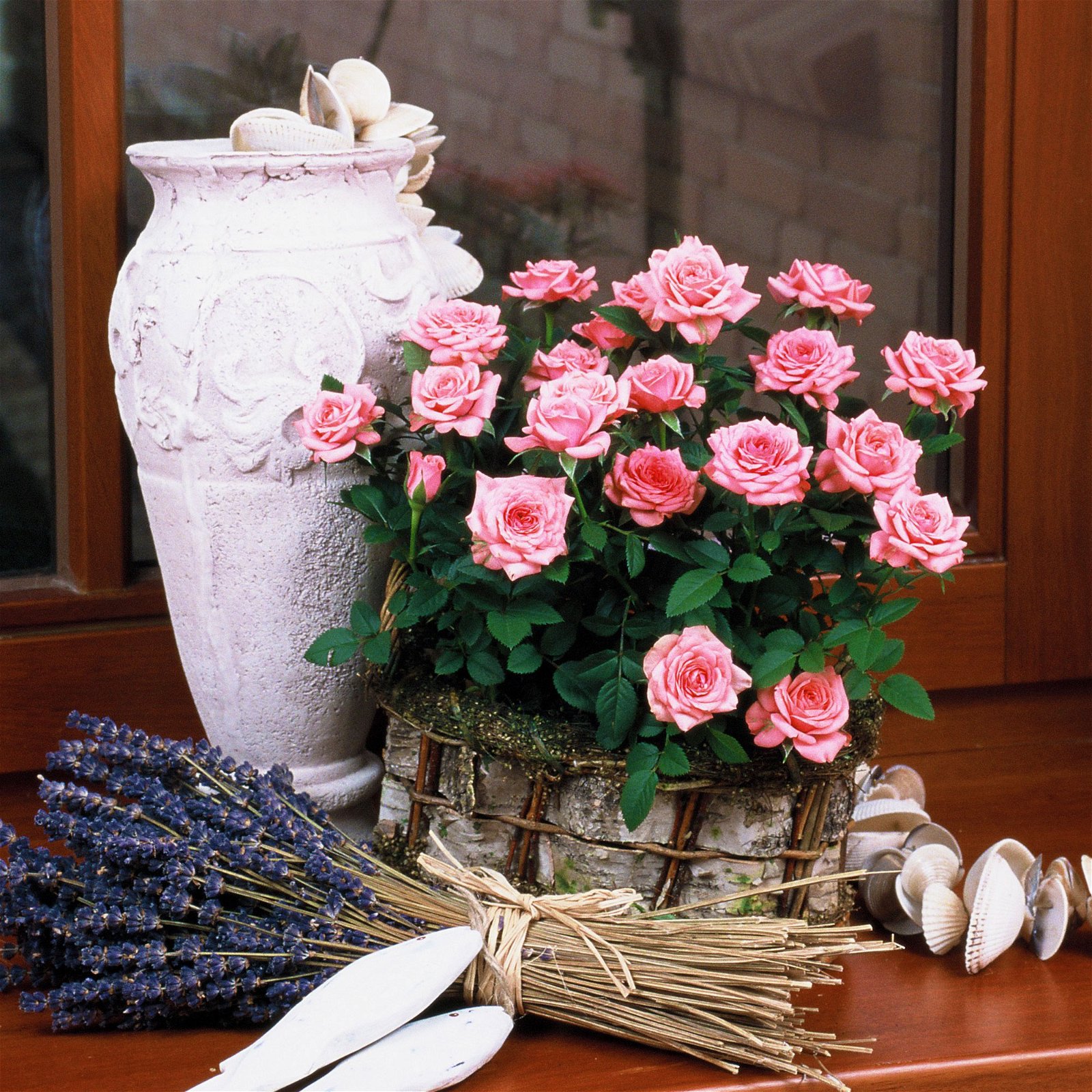 Rose 'Esmeralda Kordana® Grande' pink, Topf-Ø 10,5 cm, 3er-Set