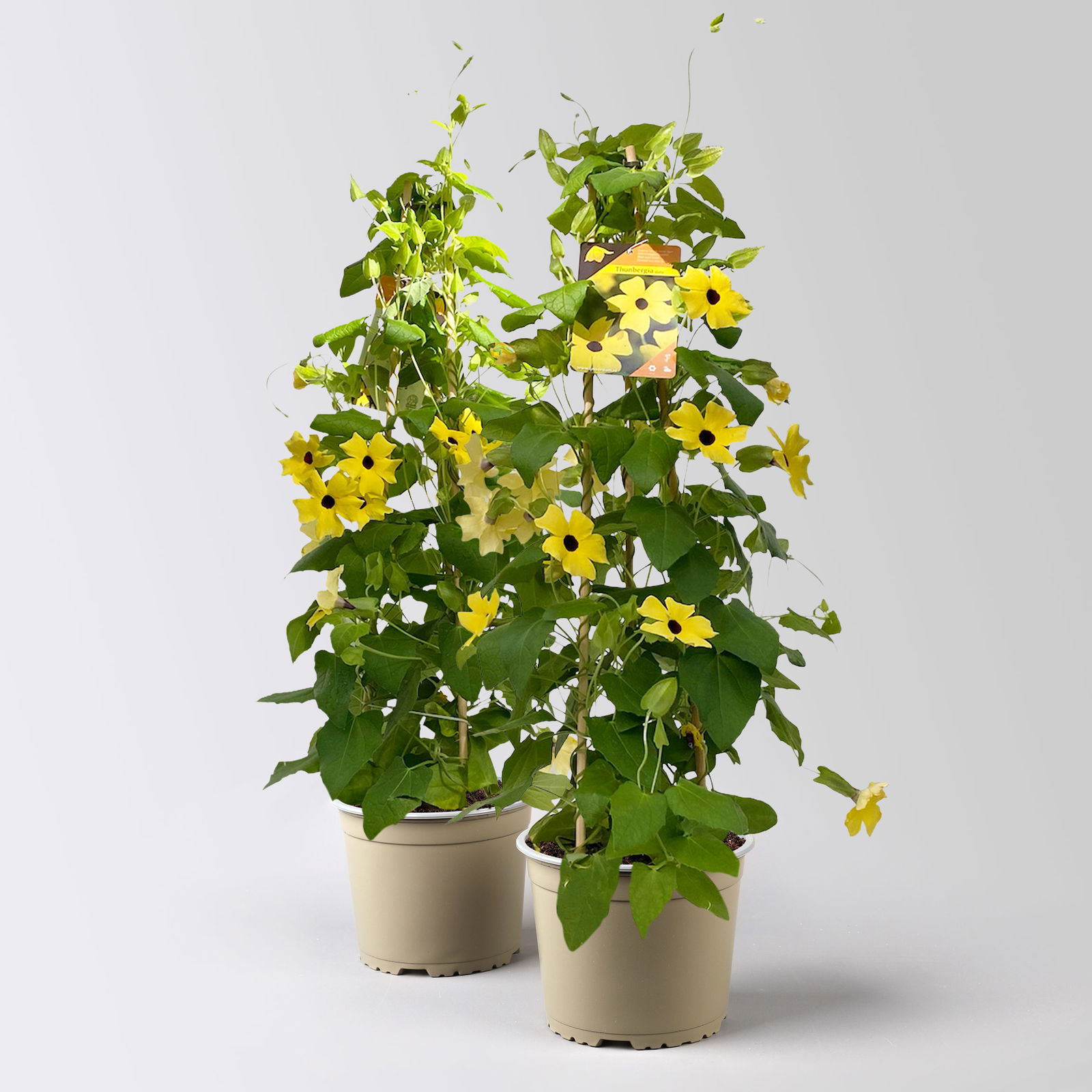 Schwarzäugige Susanne, gelb, Pyramide, Topf-Ø 17 cm, Höhe ca. 60 cm, 2 Pflanzen Schwarzäugige Susanne, gelb, Pyramide, Topf-Ø 17 cm, Höhe ca. 60 cm, 2 Pflanzen