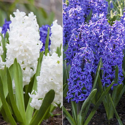 Hyazinthe weiß & blau, vorgetrieben, Topf-Ø 12 cm, 6 Pflanzen