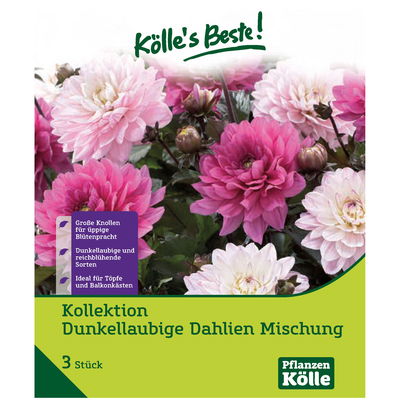 Kollektion Dunkellaubige Dahlien, Mischung, rosa, pink, 3 Blumenknollen Kollektion Dunkellaubige Dahlien, Mischung, rosa, pink, 3 Blumenknollen