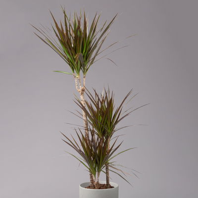 Gerandeter Drachenbaum 'Magenta', Topf-Ø 21 cm, Höhe ca. 120 cm