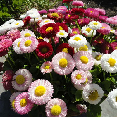 Bellis perennis 'Trio', weiß-rosa-rot, Topf-Ø 13 cm, 6 Pflanzen