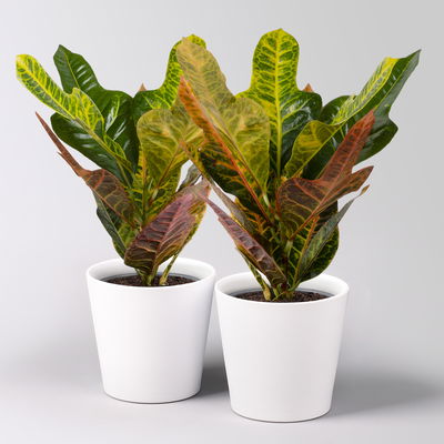 Kroton 'Excellent' inkl. Keramiktopf Dallas weiß, Topf-Ø 12 cm, 2 Stück Kroton 'Excellent' inkl. Keramiktopf Dallas weiß, Topf-Ø 12 cm, 2 Stück