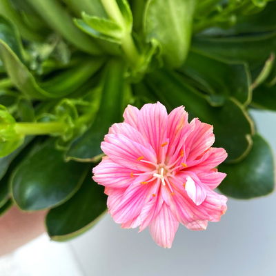 Lewisia cotyledon, Farben zufällig, Topf-Ø 12 cm, 6er-Set