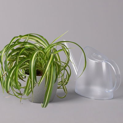 Grünlilie 'Bonnie', Topf-Ø 12 cm, Höhe ca. 20 cm, 3er-Set