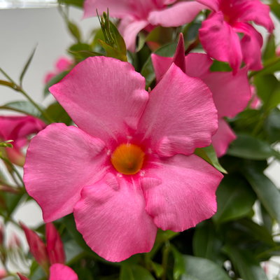 Dipladenie rosa, XL-Pyramide, Topf-Ø 40 cm, Höhe ca. 180 cm