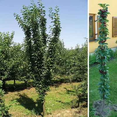 Kölle Bio Säulensauerkirsche 'Jachim'(S), 125-150 cm hoch, Topf 10 Liter Kölle Bio Säulensauerkirsche 'Jachim'(S), 125-150 cm hoch, Topf 10 Liter