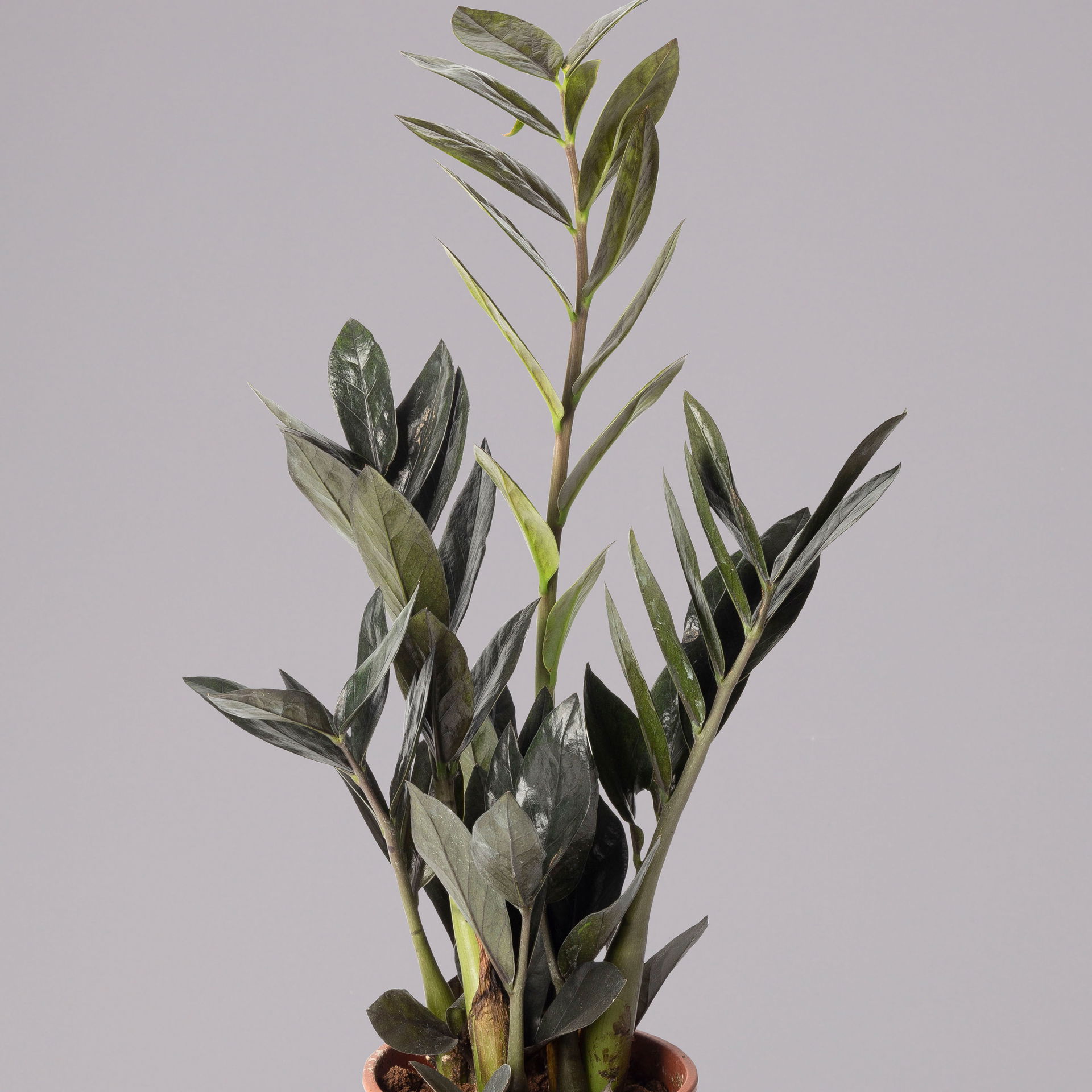 Glücksfeder 'Raven' Schwarze Glücksfeder, TopfØ 14cm, Höhe ca. 45 cm