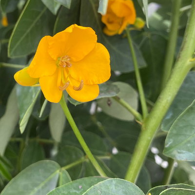 Gewürzrinde, gelb, Topf-Ø 27 Gewürzrinde, gelb, Topf-Ø 27