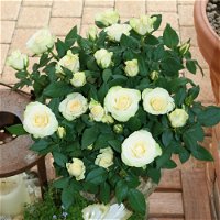 Rose 'Pearl Kordana® Grande' reinweiß, Topf-Ø 10,5 cm, 3er-Set
