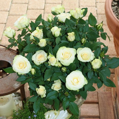 Rose 'Pearl Kordana® Grande', reinweiß, Topf-Ø 10,5 cm, 3 Pflanzen