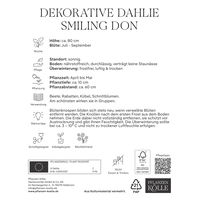 Kölles Beste Blumenknolle, Dekorative Dahlie 'Smiling Don'