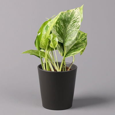 Efeutute 'Marble Queen' inkl. Topf Dallas anthrazit, Topf-Ø 12 cm, 2 Pflanzen