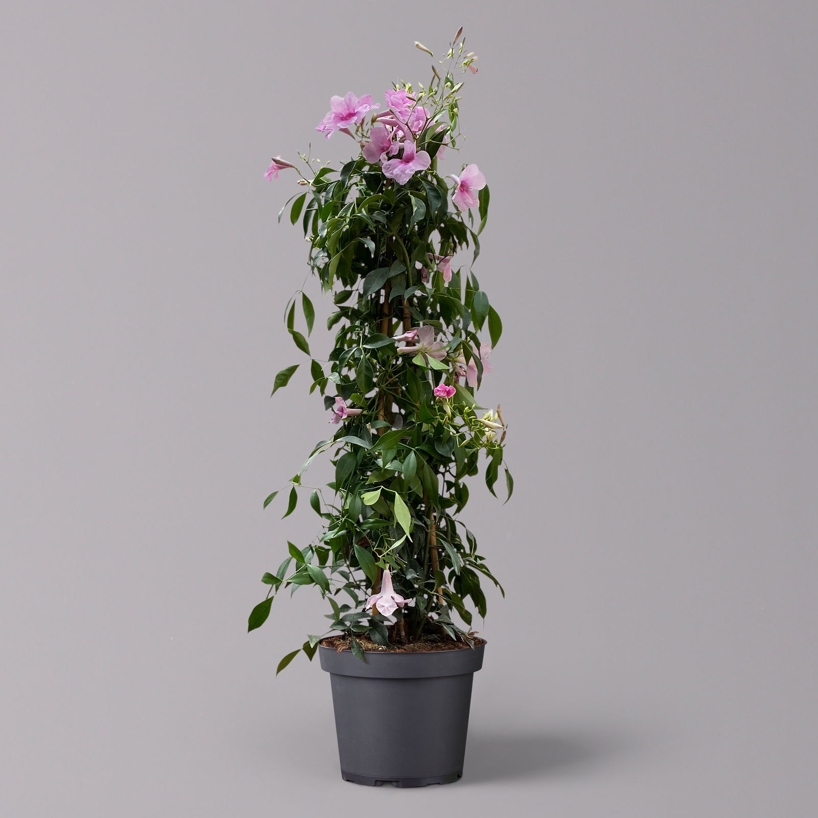 Pandorea, weiß bis rosa zufällig, Pyramide, Topf-Ø 19 cm,  Höhe ca. 70 cm