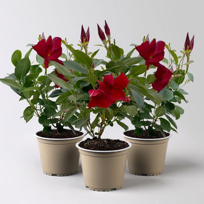 Dipladenie 'Qdeville®', rot, buschartig, Topf-Ø 12 cm, 3 Pflanzen Dipladenie 'Qdeville®', rot, buschartig, Topf-Ø 12 cm, 3 Pflanzen